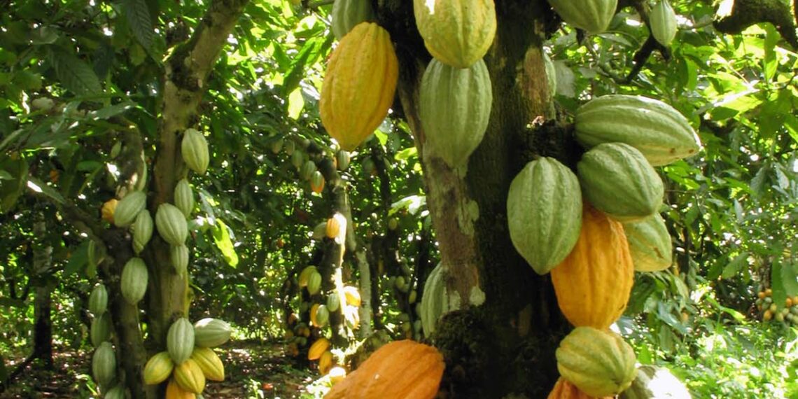 Clima seco atrasa floração das lavouras cacaueiras no sul da Bahia
