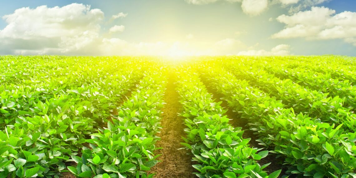 Agropecuária pode voltar a levantar o PIB em 2017