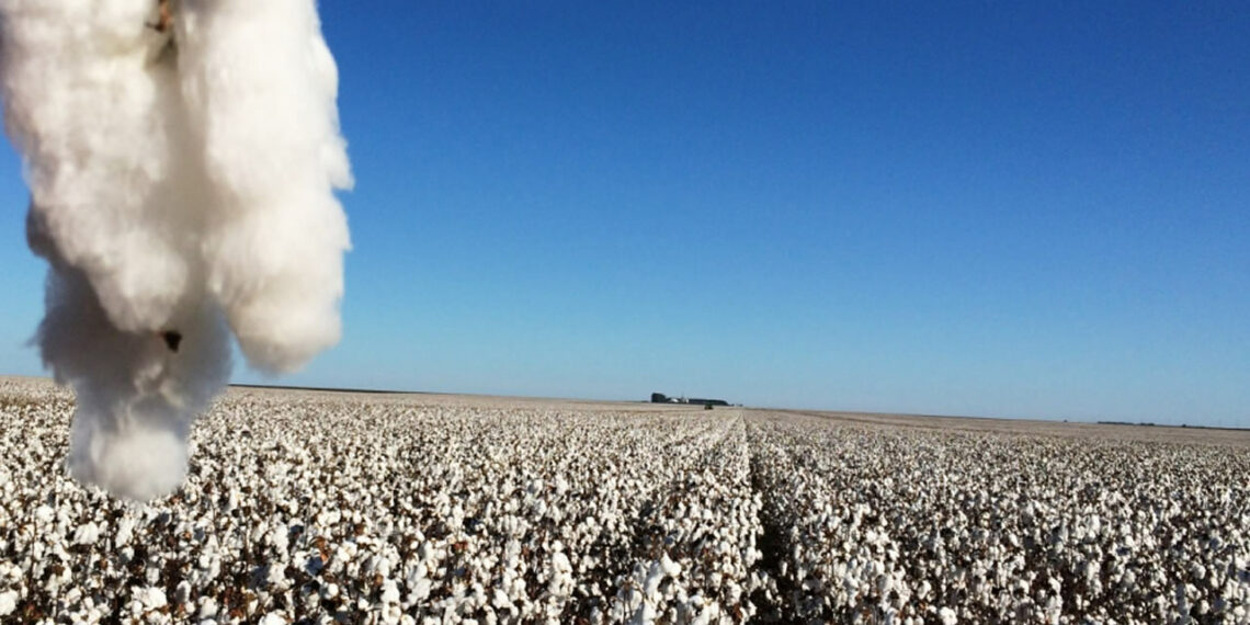 Safra de algodão do Brasil deve crescer 14,3% em 2016/17