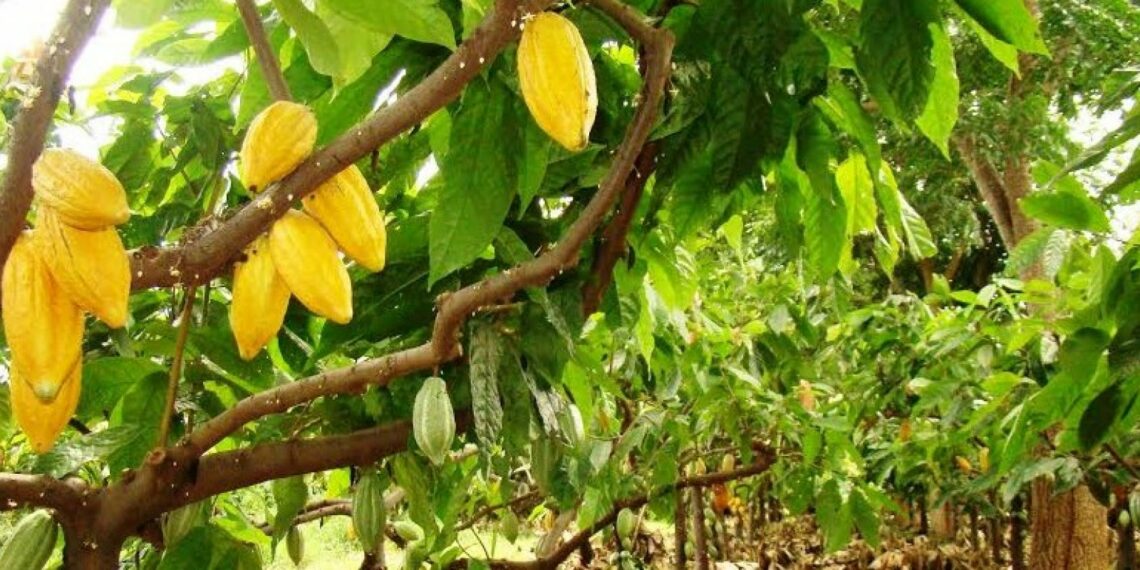 Produção de cacau cresce em 2017, beneficiada pelo clima