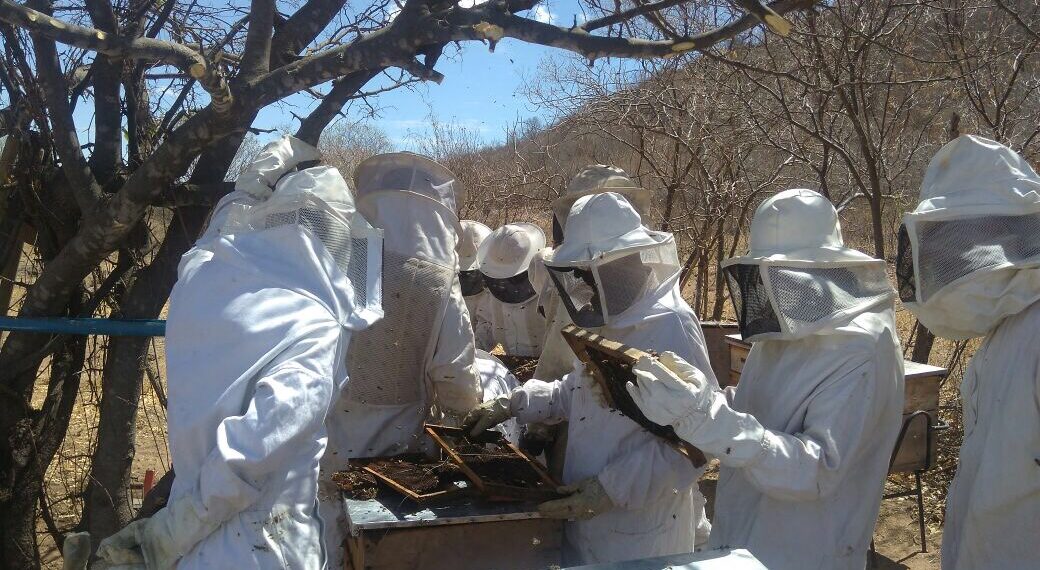 Apicultores de Paratinga estão recebendo capacitações do Pro-Senar Preparatório