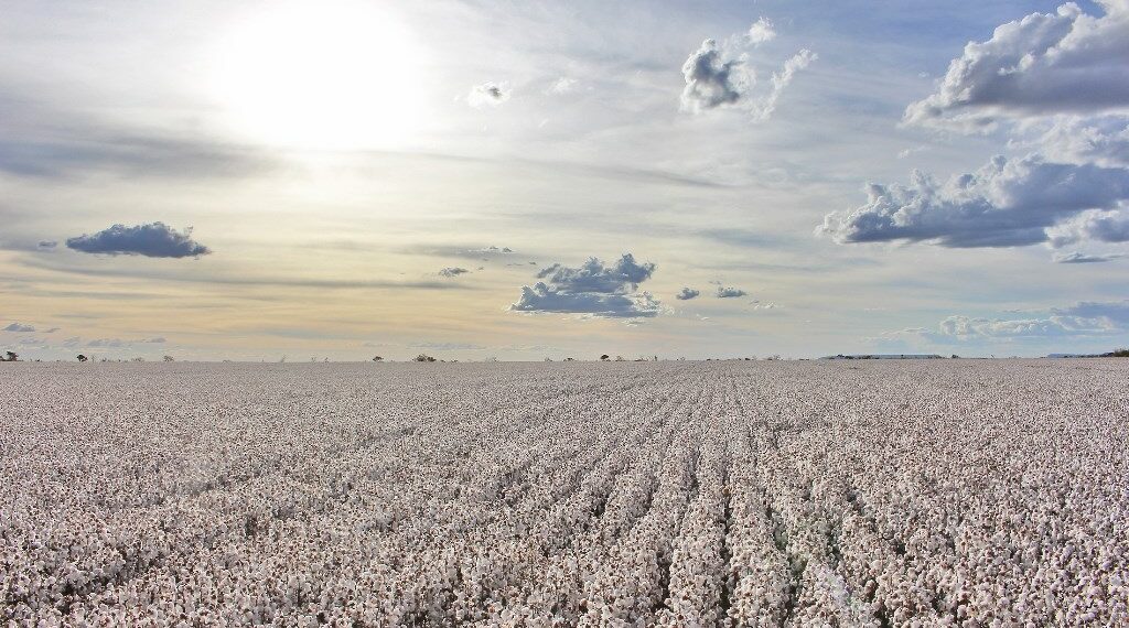 Algodão: produtividade na Bahia fica em 310@/ha