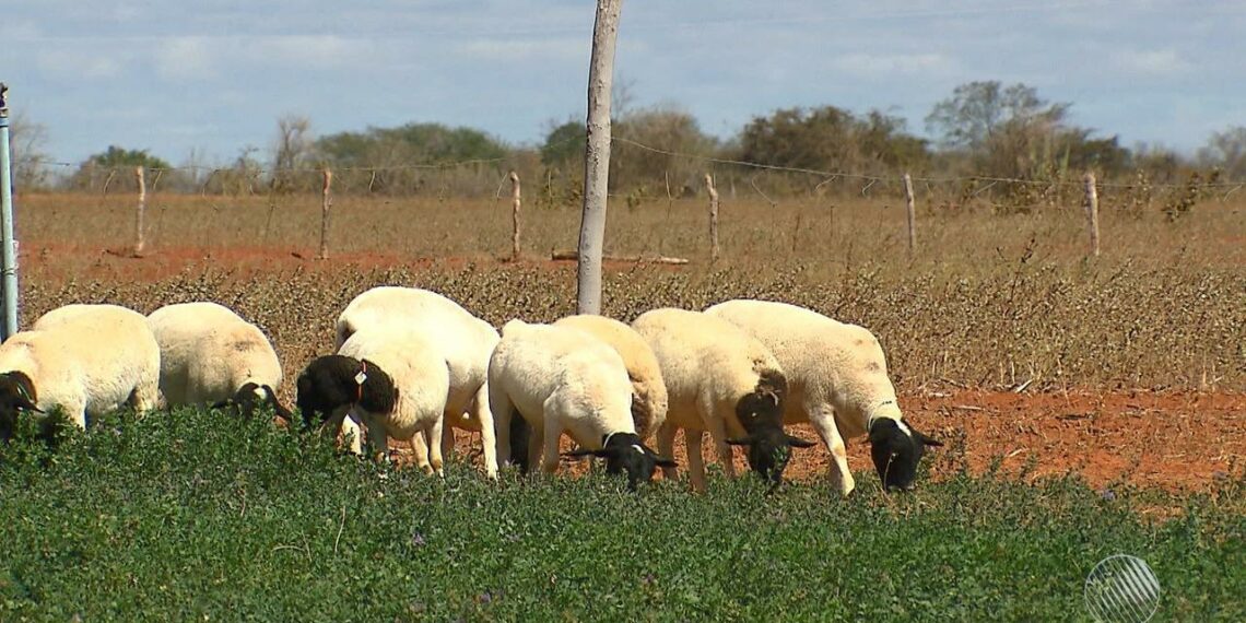 Municípios da Bahia têm os maiores rebanhos de caprinos, ovinos e alevinos do país, aponta IBGE