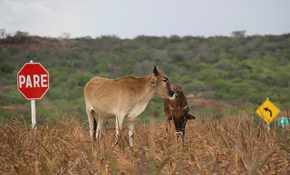 Quadrilhas de roubo de gado aterrorizam o Recôncavo baiano