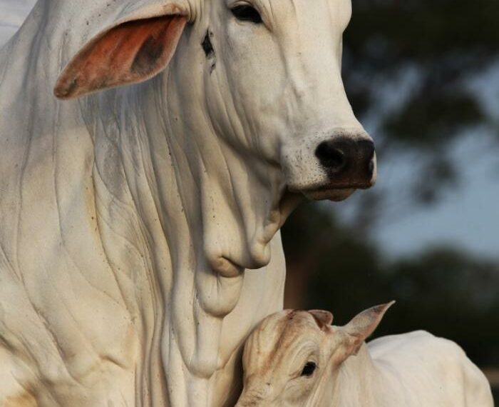 Nova etapa de vacinação contra aftosa começa nesta quarta-feira