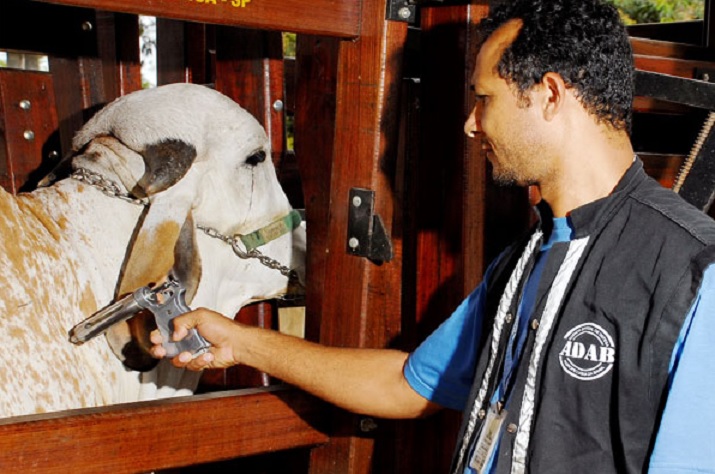 Começou a campanha de vacinação contra a Febre Aftosa