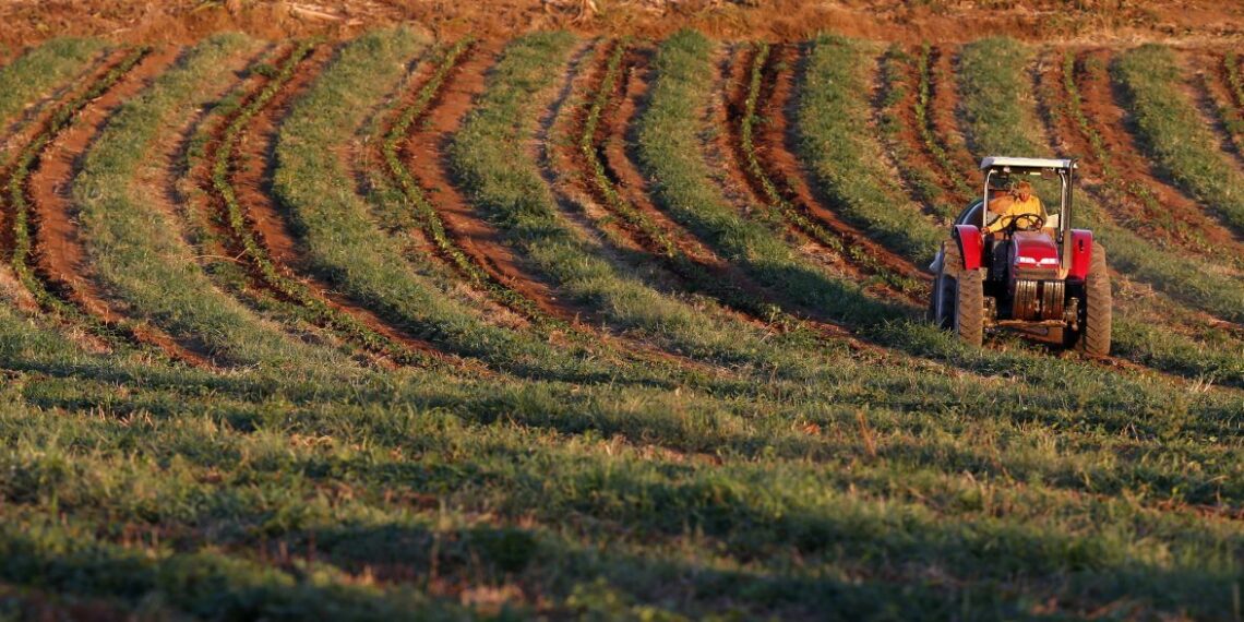Brasil tem 11,5 mi de hectares cultivados sob sistemas integrados, diz governo