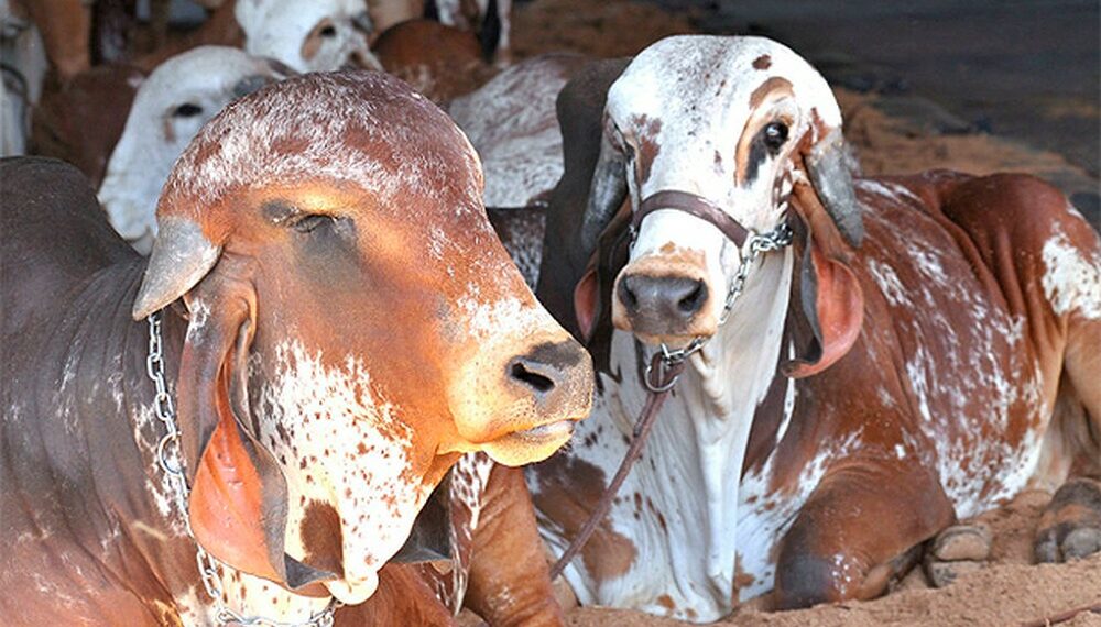 Exporural será de 11 a 19 de agosto em Salvador; evento reúne leilões de animais, venda de produtos agrícolas entre outros