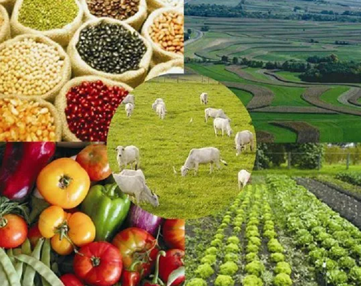 Valor da agropecuária brasileira deve crescer 0,7% em 2019, com ajuda do milho e algodão