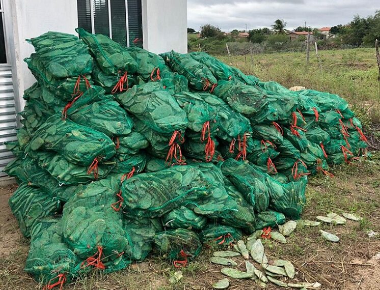 Em Dias de Campo, Senar Bahia distribui mais de 130 mil mudas de palma; ação conta com parceria do Sebrae