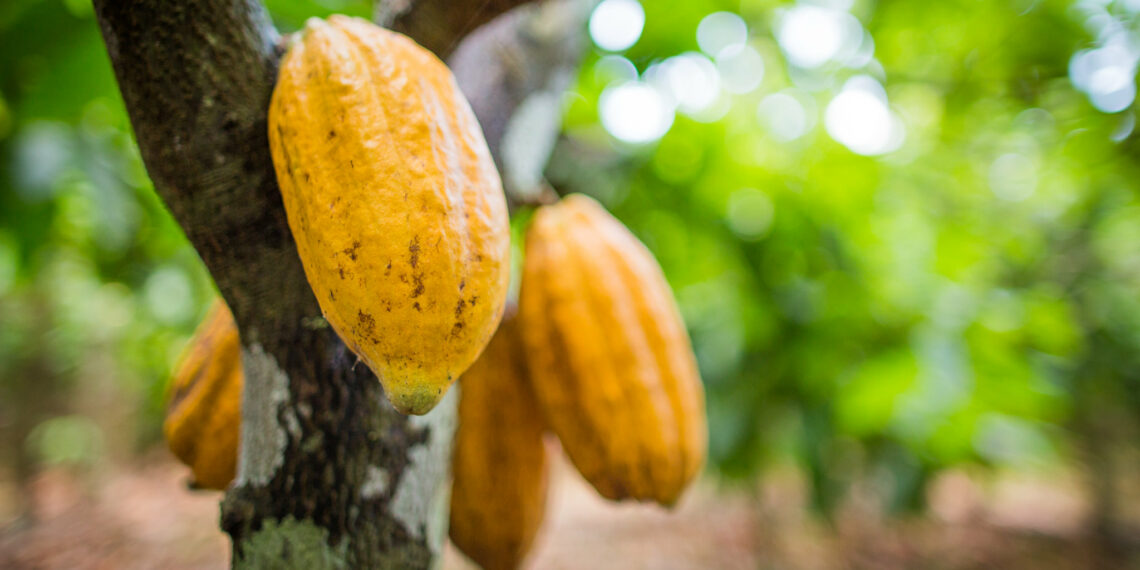 Cacau baiano é matéria-prima de chocolates finos da Suíça