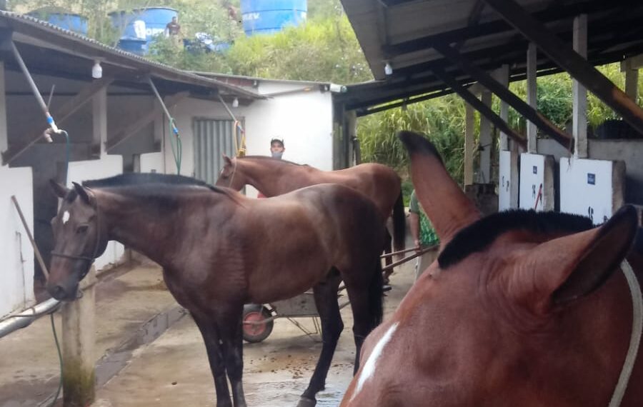 Senar Bahia lançou o Programa “Tratador de Equinos”