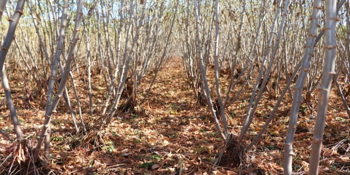 Vantagens do plantio direto da mandioca serão apresentados em minicurso
