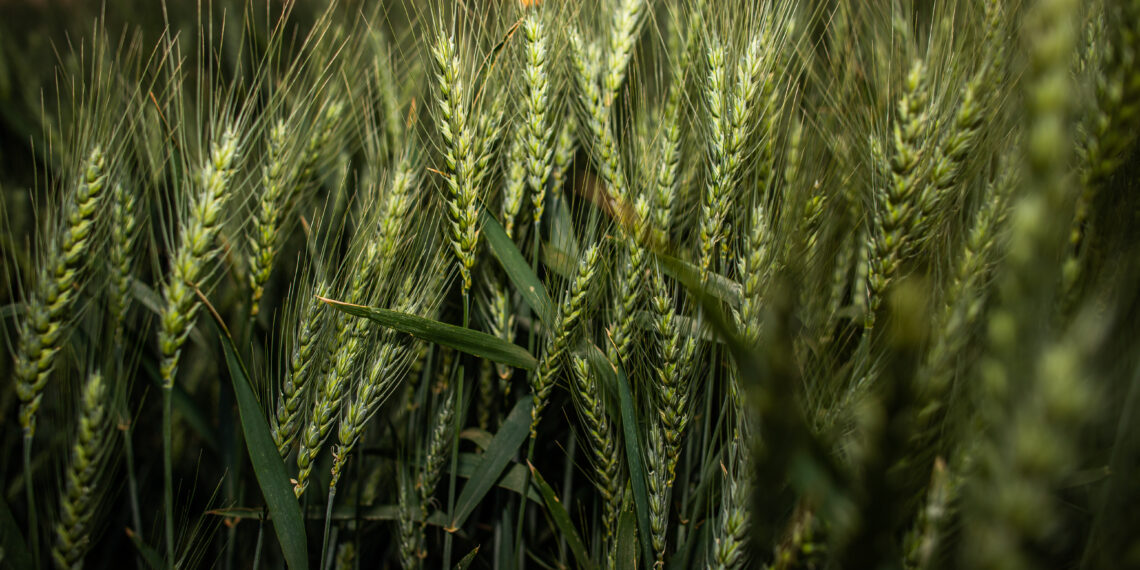 Produção de trigo para ração animal é a maior em dez anos