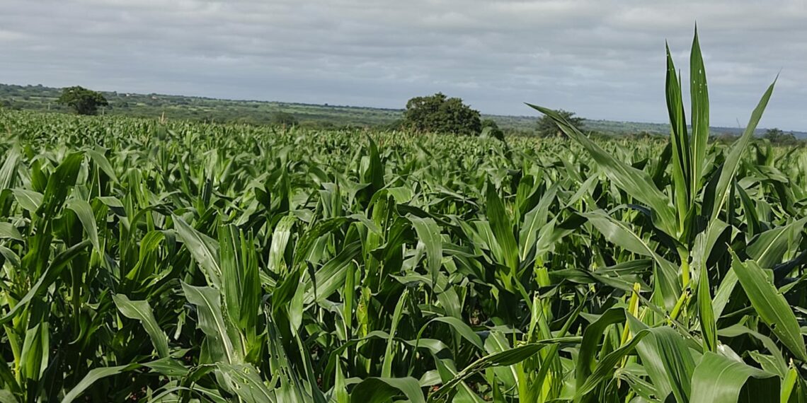 Produtores rurais da região de Irecê tentam garantir uma boa safra de milho