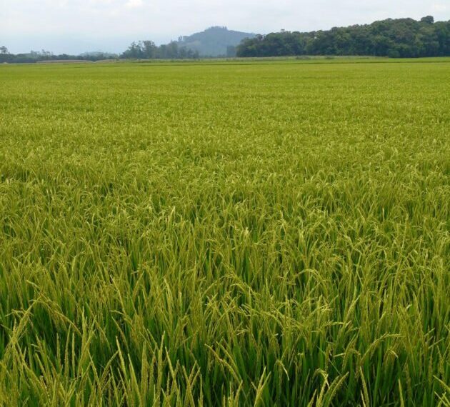 Embrapa desenvolve cultivar de arroz que consome menos água