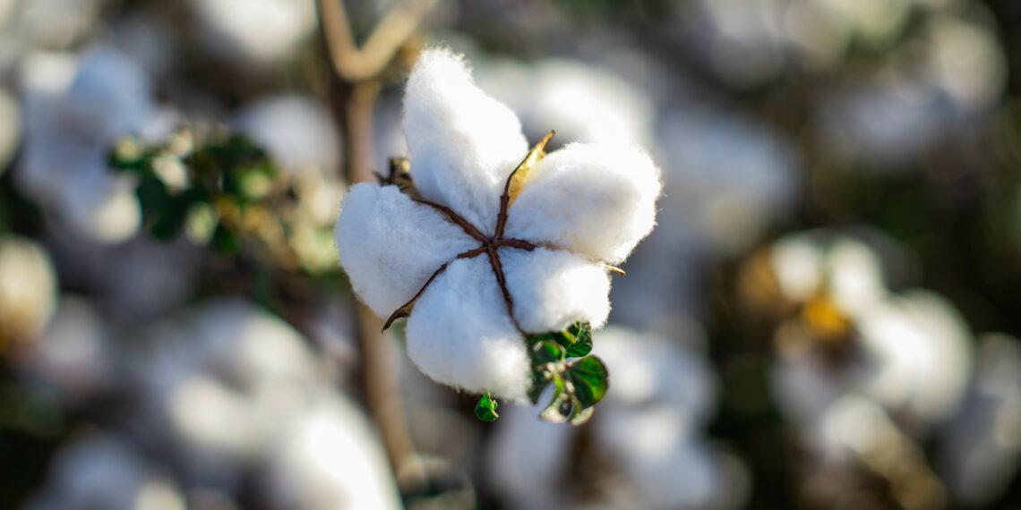 Área plantada de algodão na Bahia fecha período da safra 2021/2022 com expansão de 15% de área