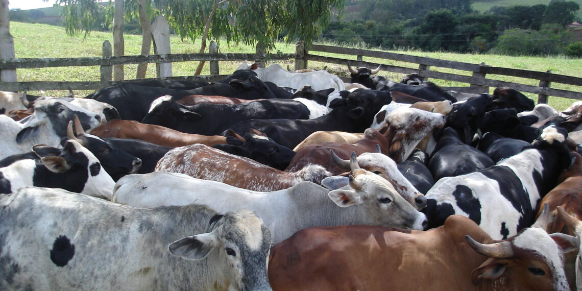 BNDES e Ministério da Agricultura firmam acordo para incentivar redução de emissões na pecuária bovina