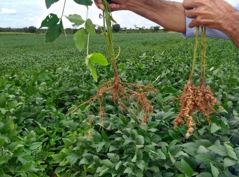 Técnicas biológicas na soja podem garantir 16% a mais de produtividade