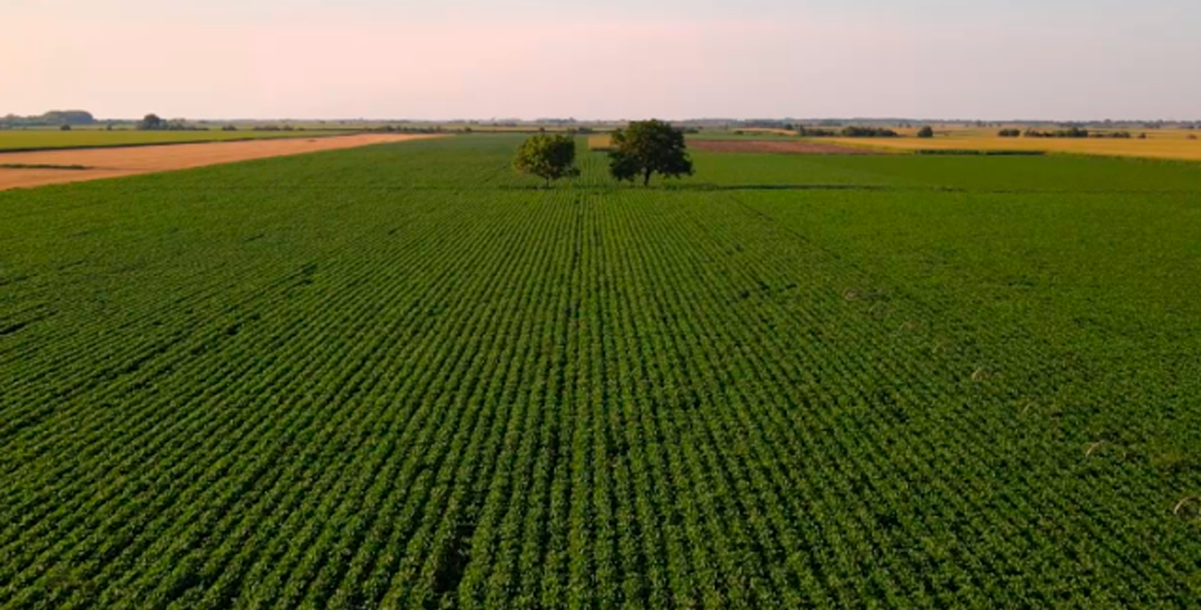 Senado aprova MP que facilita empréstimos para produtores rurais