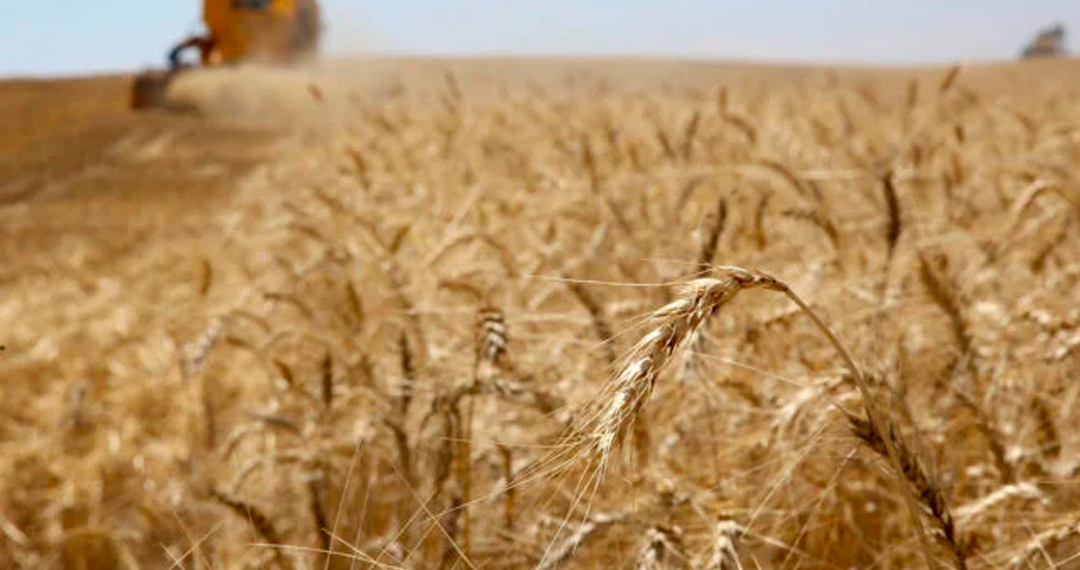 Em pouco menos de 6 meses, Brasil exportou mais que o dobro de trigo em relação a 2021