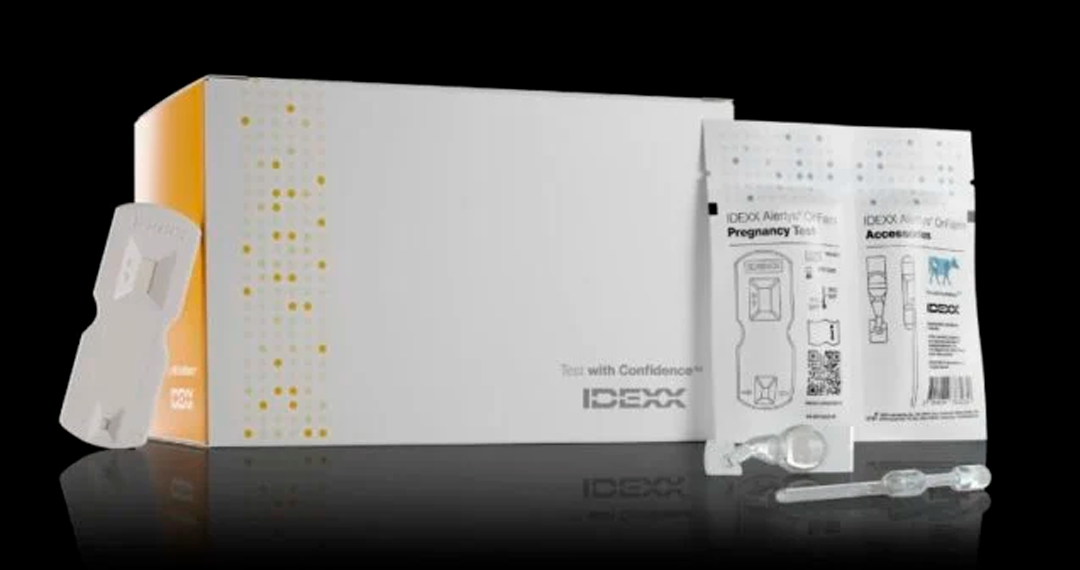 Empresa apresenta teste rápido de doença que provoca aborto nas vacas