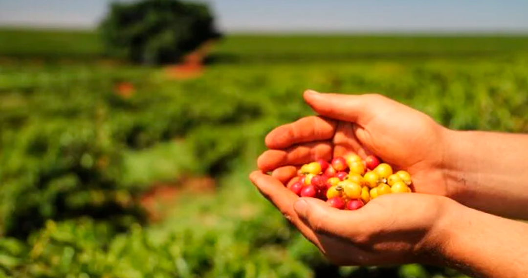 Brasil exporta 39,6 mi de sacas de café na safra 21/22 e bate recorde de receita