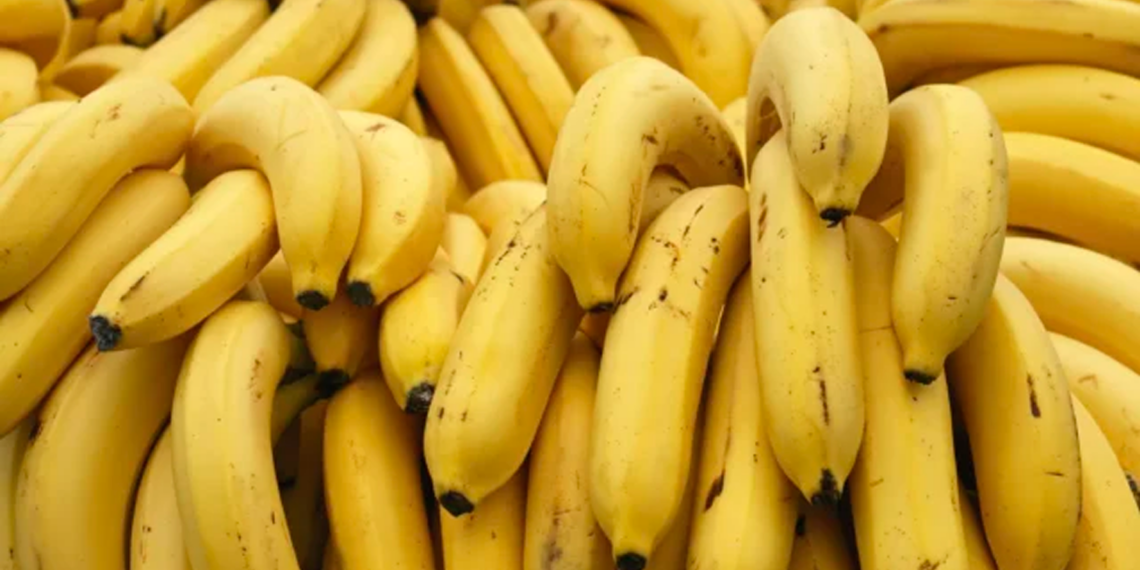 Bananeira: identificadas hospedeiras do fungo causador da fusariose