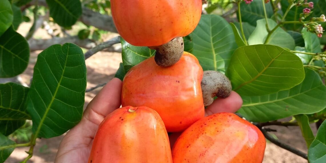 De caju em caju? Não! Com o Senar Bahia há produtividade o ano inteiro