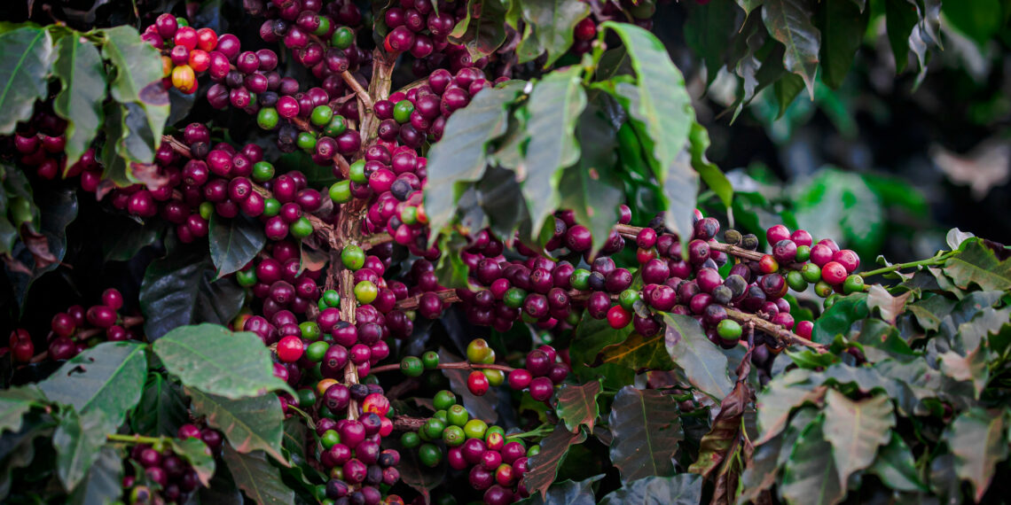 Exportação dos cafés do Brasil tem receita recorde de US$ 9,2 bilhões em 2022