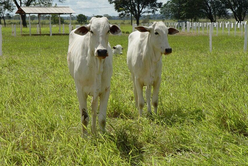 Boi: veja como ficou o mercado nesta quarta-feira