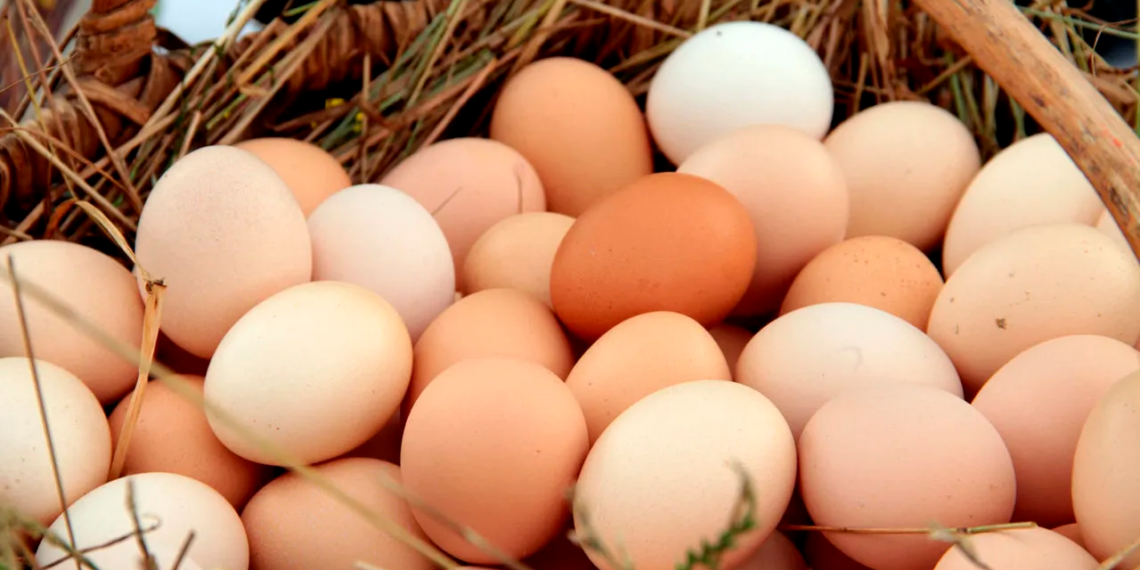 Embrapa e Mapa estimulam autocontrole da qualidade de ovos