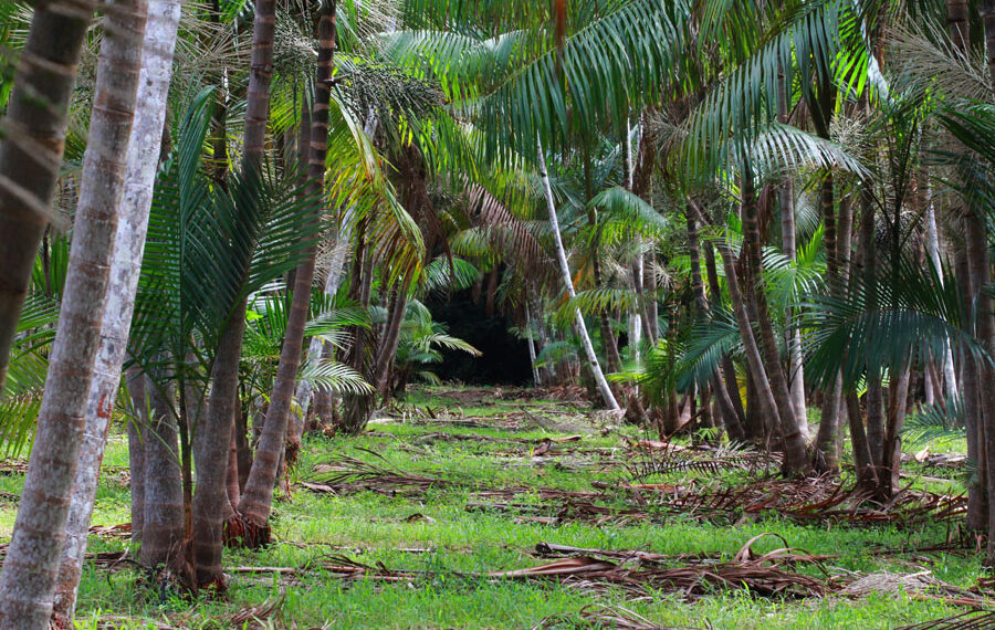 Área plantada com açaizeiros de terra firme gerados pela pesquisa cresce 675% no Brasil