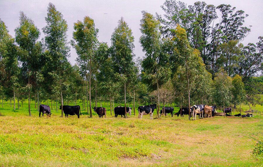 Pecuária de leite no Brasil gera baixa emissão de carbono, comprova estudo da Embrapa