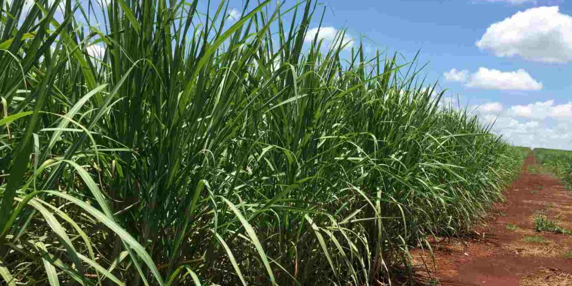 Conab vê safra de cana 2022/23 do Brasil encerrando acima do previsto