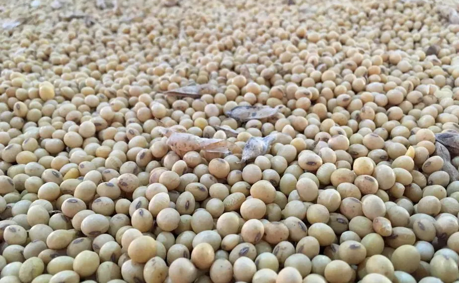 Abiove eleva estimativa de safra de soja no Brasil para 155 milhões de toneladas