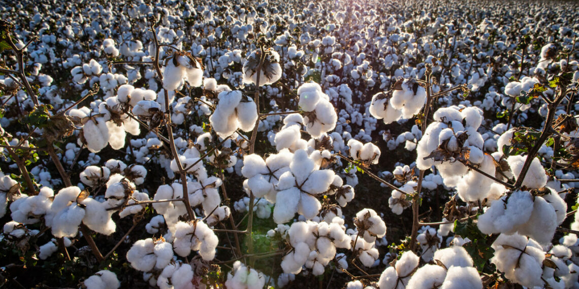 Produção brasileira de algodão deve crescer 17,6%
