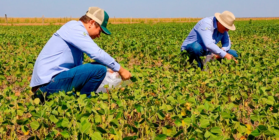 Agricultores da Bahia se preparam para combater a ferrugem-asiática da soja