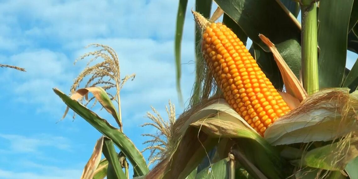 Colheita do milho verão chega a 85% na Bahia