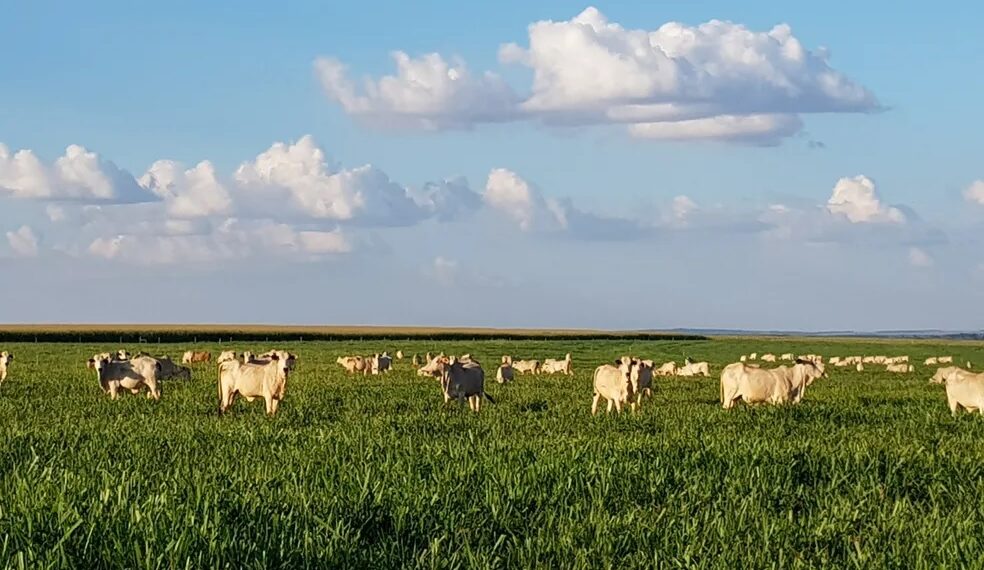 PIB do Brasil cresce 1,9% no 1° trimestre, puxado por disparada da agropecuária, diz IBGE