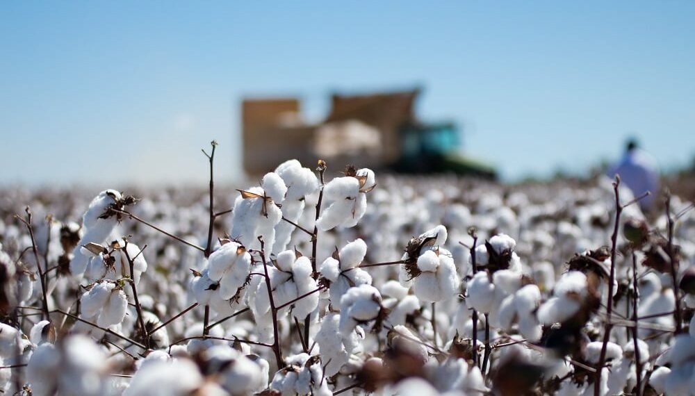 Produção brasileira de algodão deve ser a segunda melhor em 20 anos
