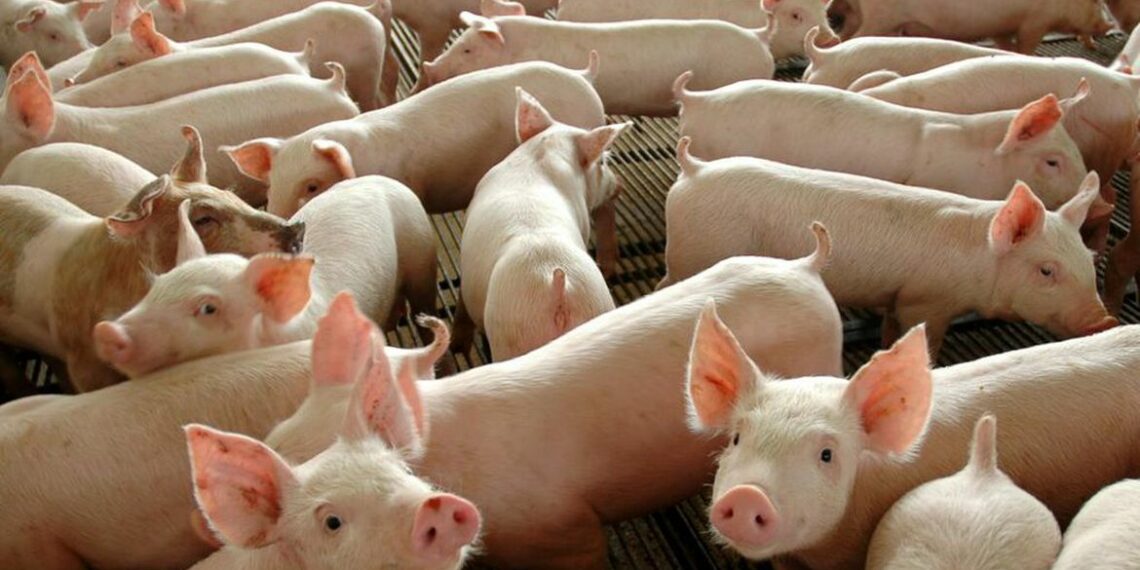 Dia do Suinocultor: ABPA prevê recorde próximo de 1,2 milhão de toneladas exportadas