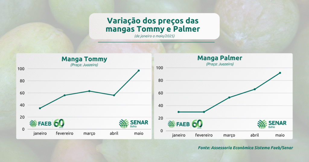 Variação dos preços das mangas Tommy e Palmer