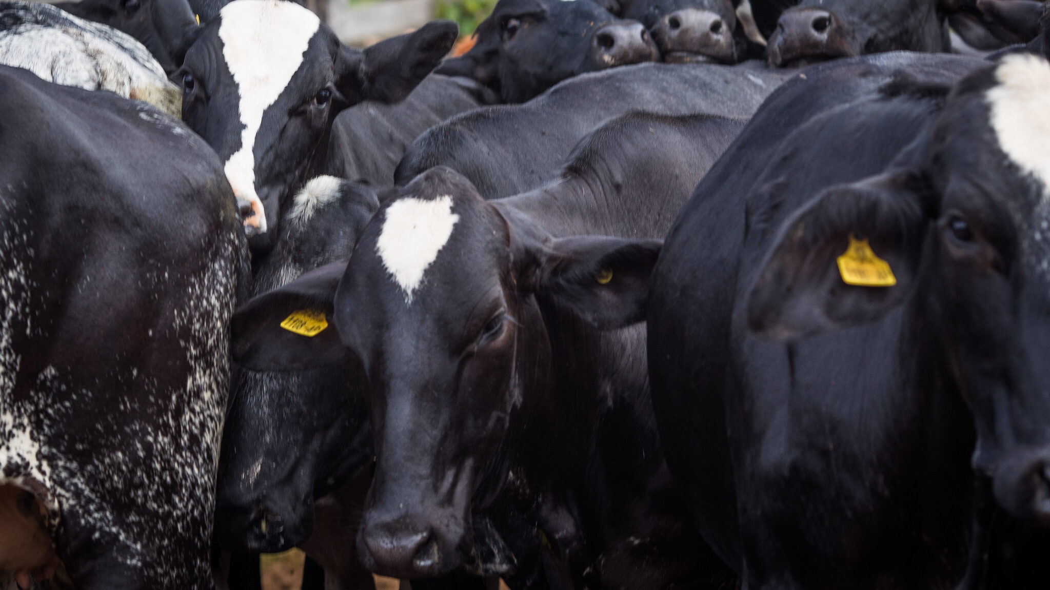 Gado brasileiro zona livre da febre aftosa sem vacinação