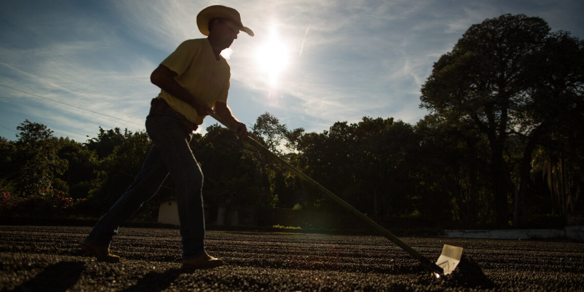 Produtor rural trabalhando em cadeia produtiva do café