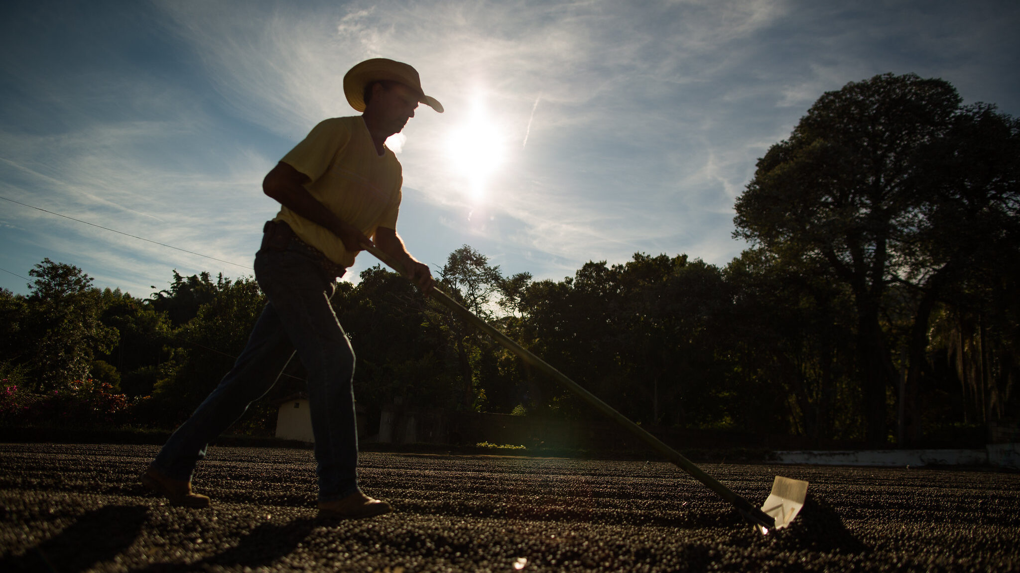 Produtor rural trabalhando em cadeia produtiva do café