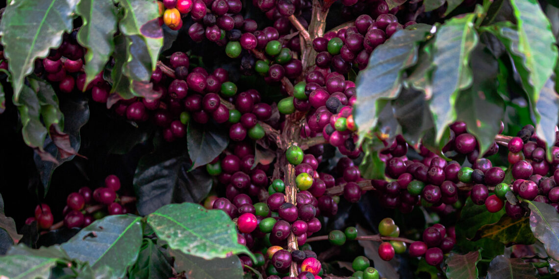 Café Arábica na Bahia valoriza mais de 50% em um ano