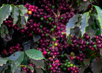 Café Arábica na Bahia valoriza mais de 50% em um ano