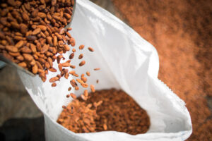 MAPA suspende importações de cacau da Costa do Marfim