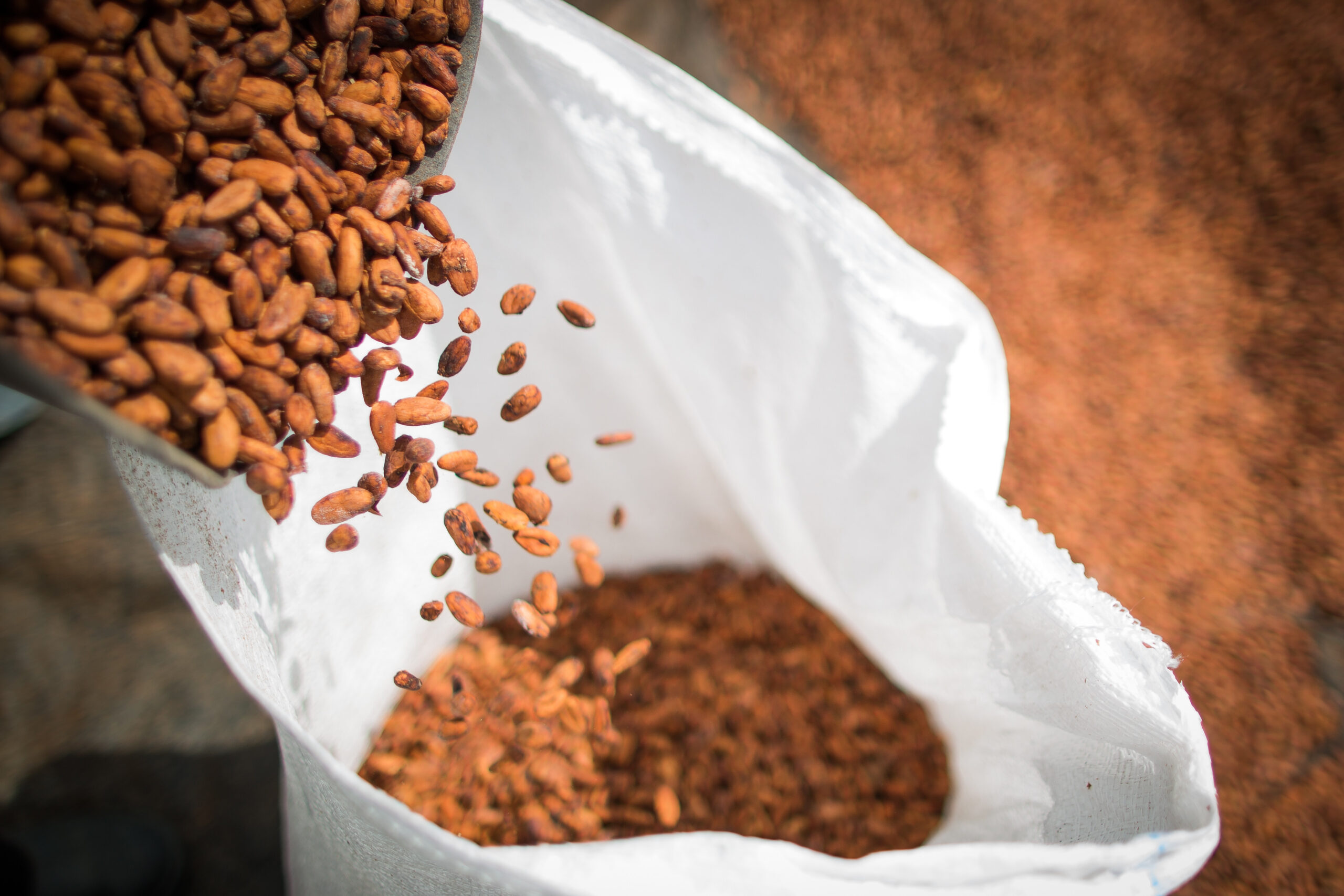 MAPA suspende importações de cacau da Costa do Marfim